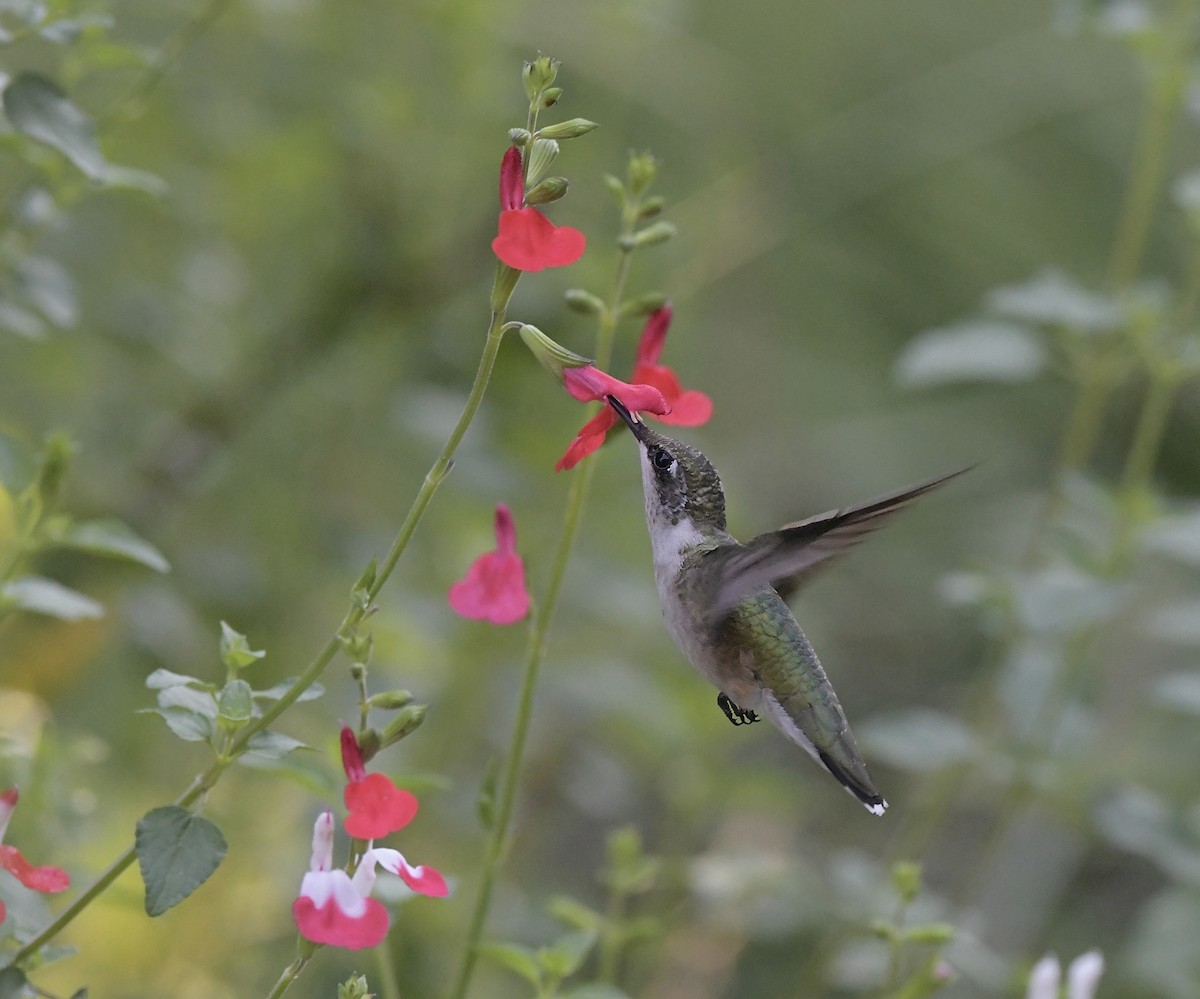 Ruby-throated Hummingbird - ML622050595