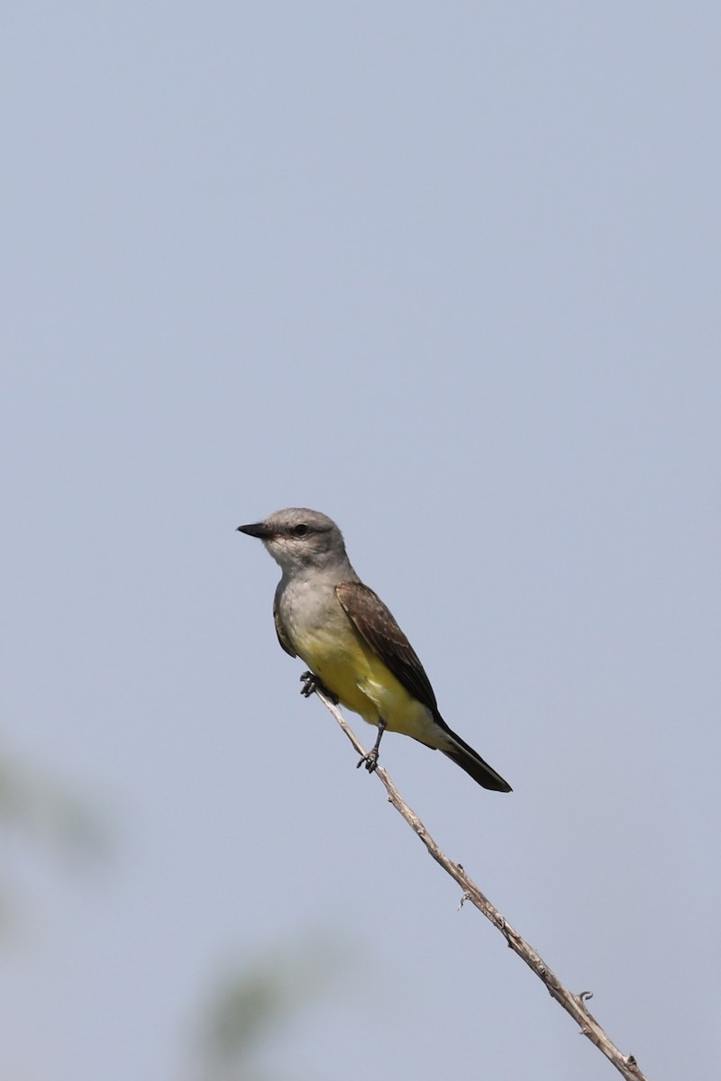 Western Kingbird - ML622050596