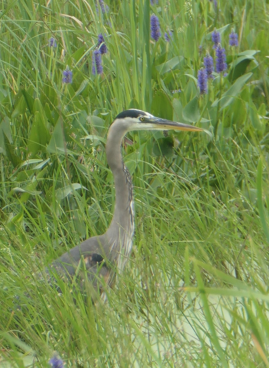 Great Blue Heron - Cecile Boucher