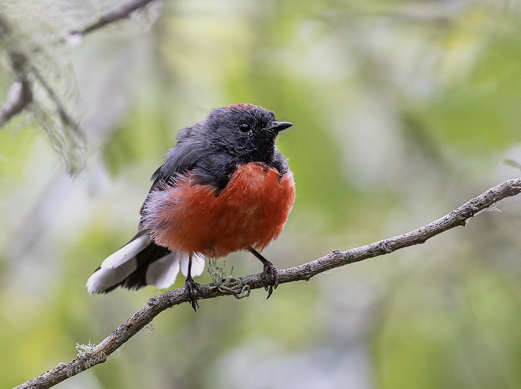 Slate-throated Redstart - ML622050600