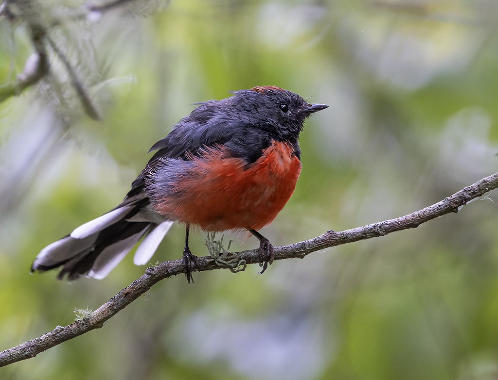 Slate-throated Redstart - ML622050601