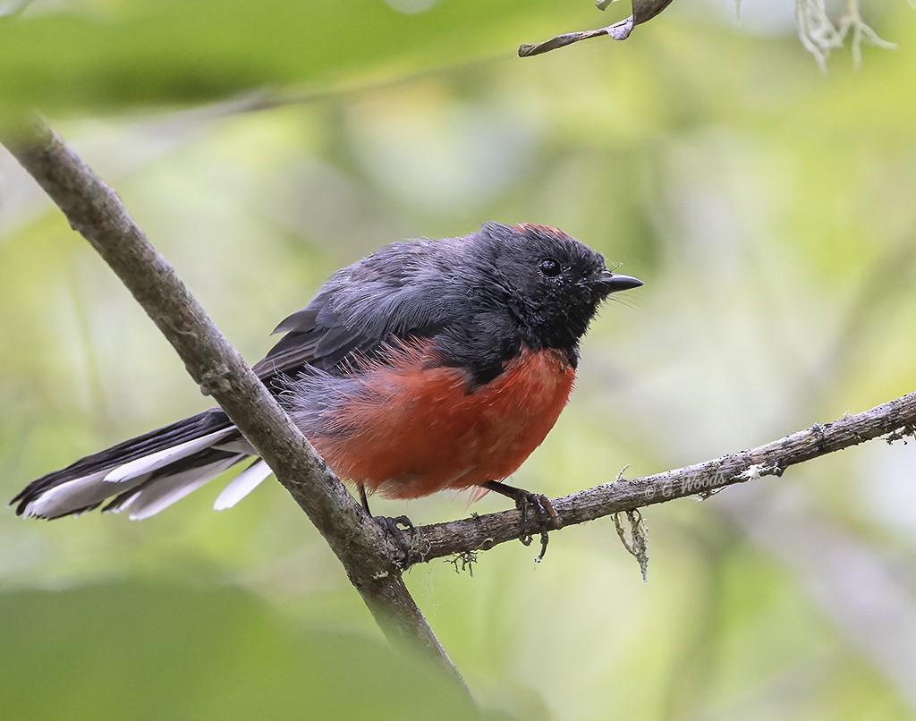 Slate-throated Redstart - Gary Woods