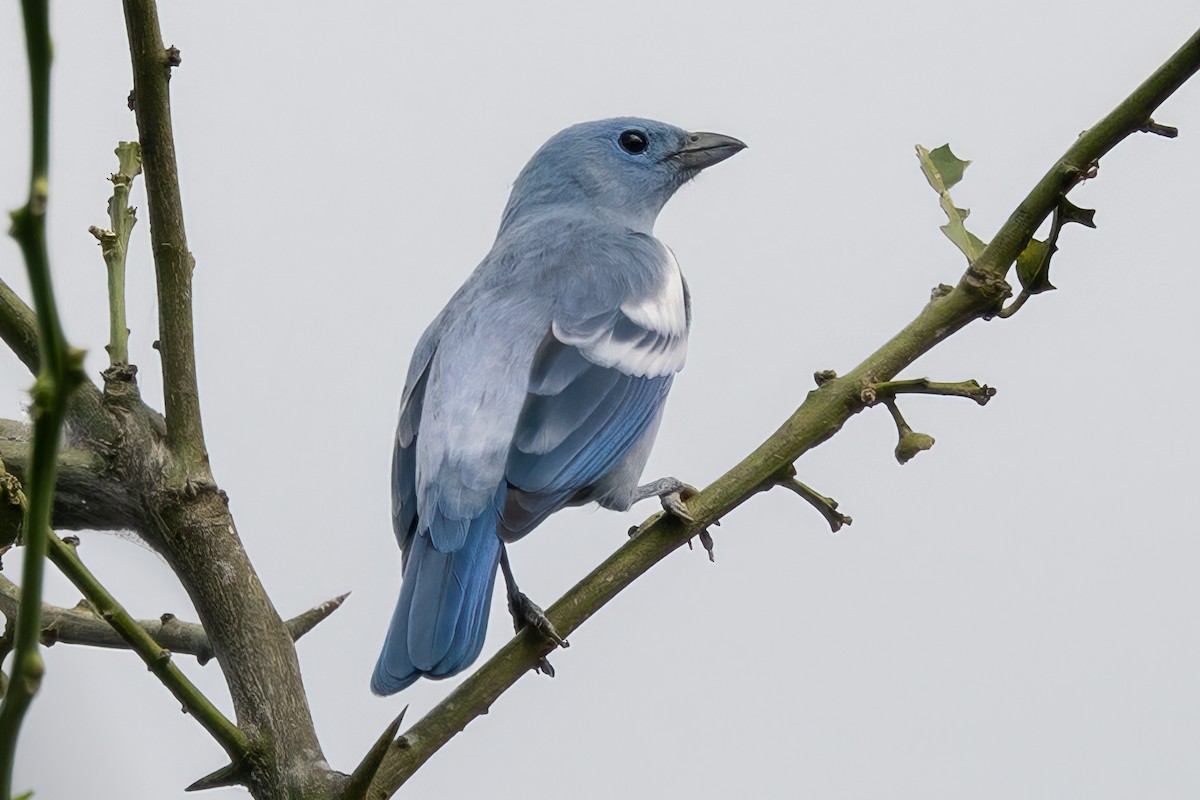 Blue-gray Tanager - Peggy Steffens