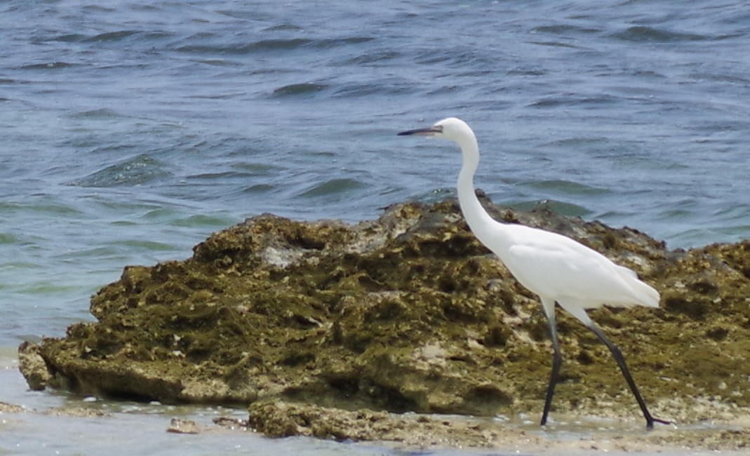 Reddish Egret - ML622050634