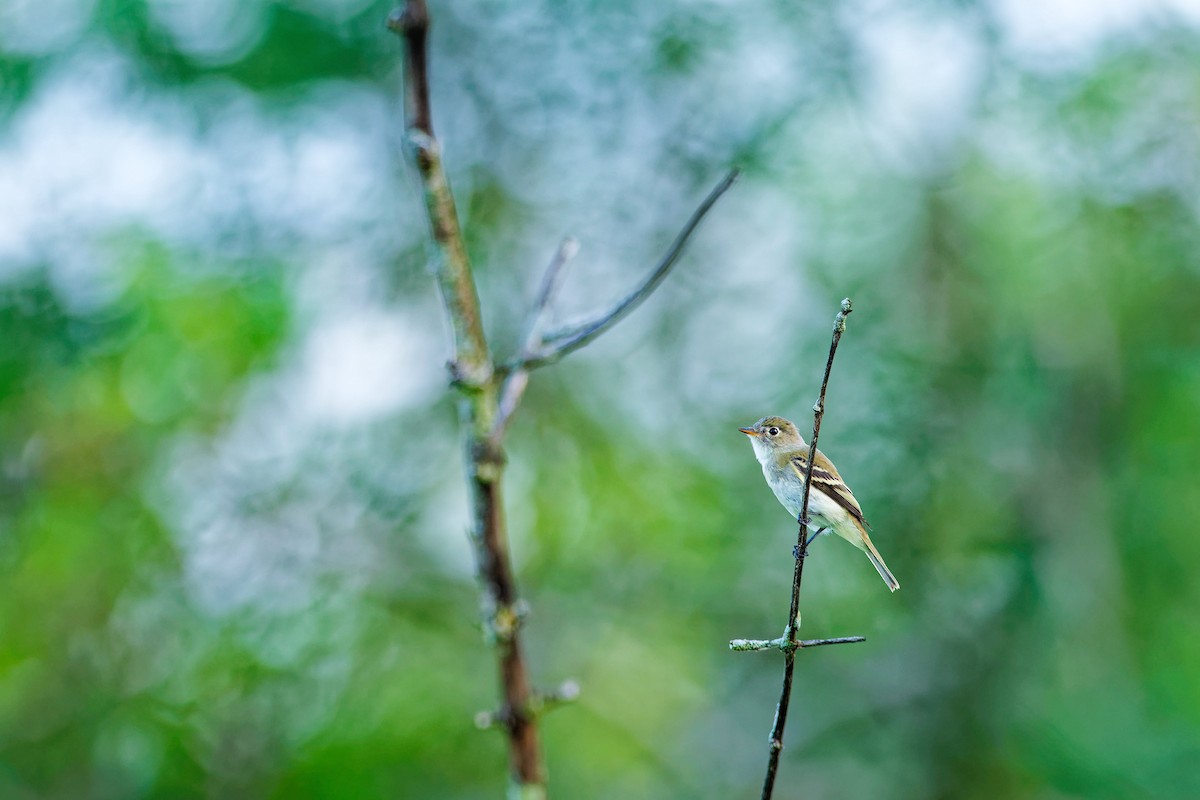 Willow Flycatcher - ML622050635