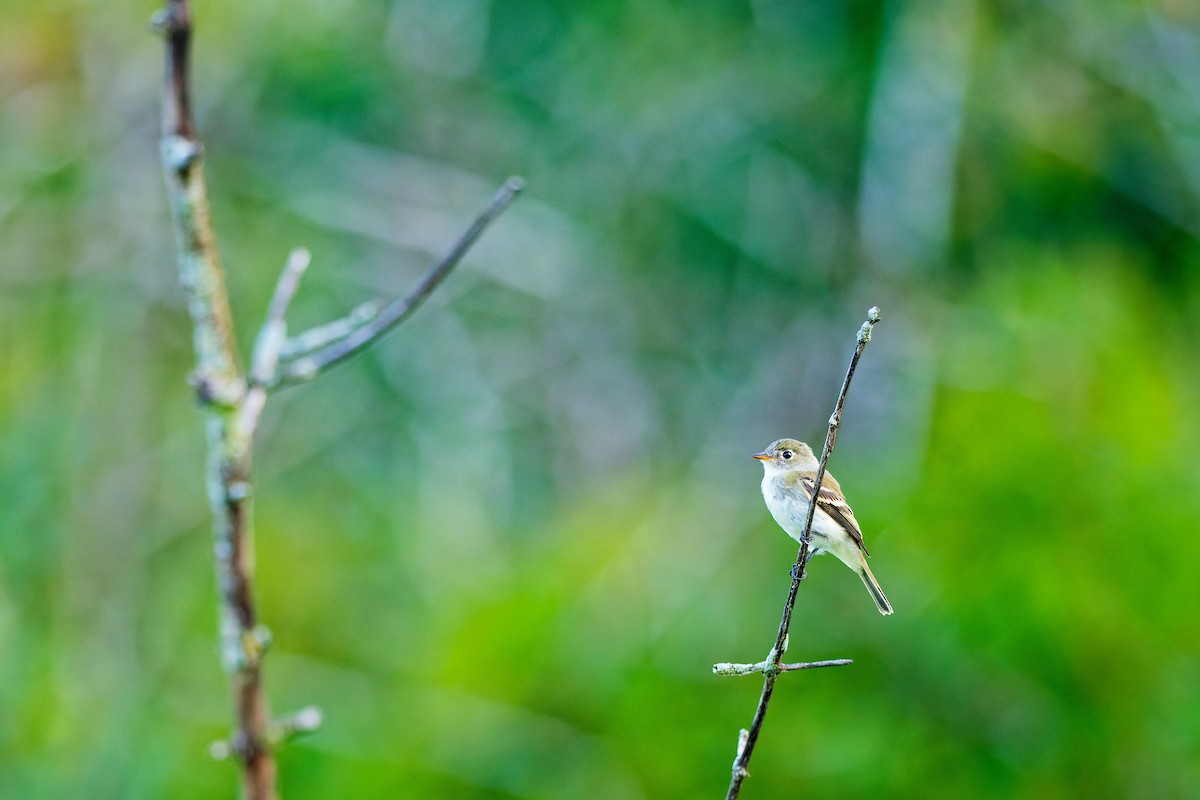 Willow Flycatcher - ML622050636