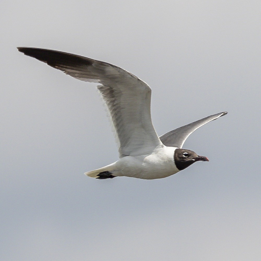 Laughing Gull - ML622050637