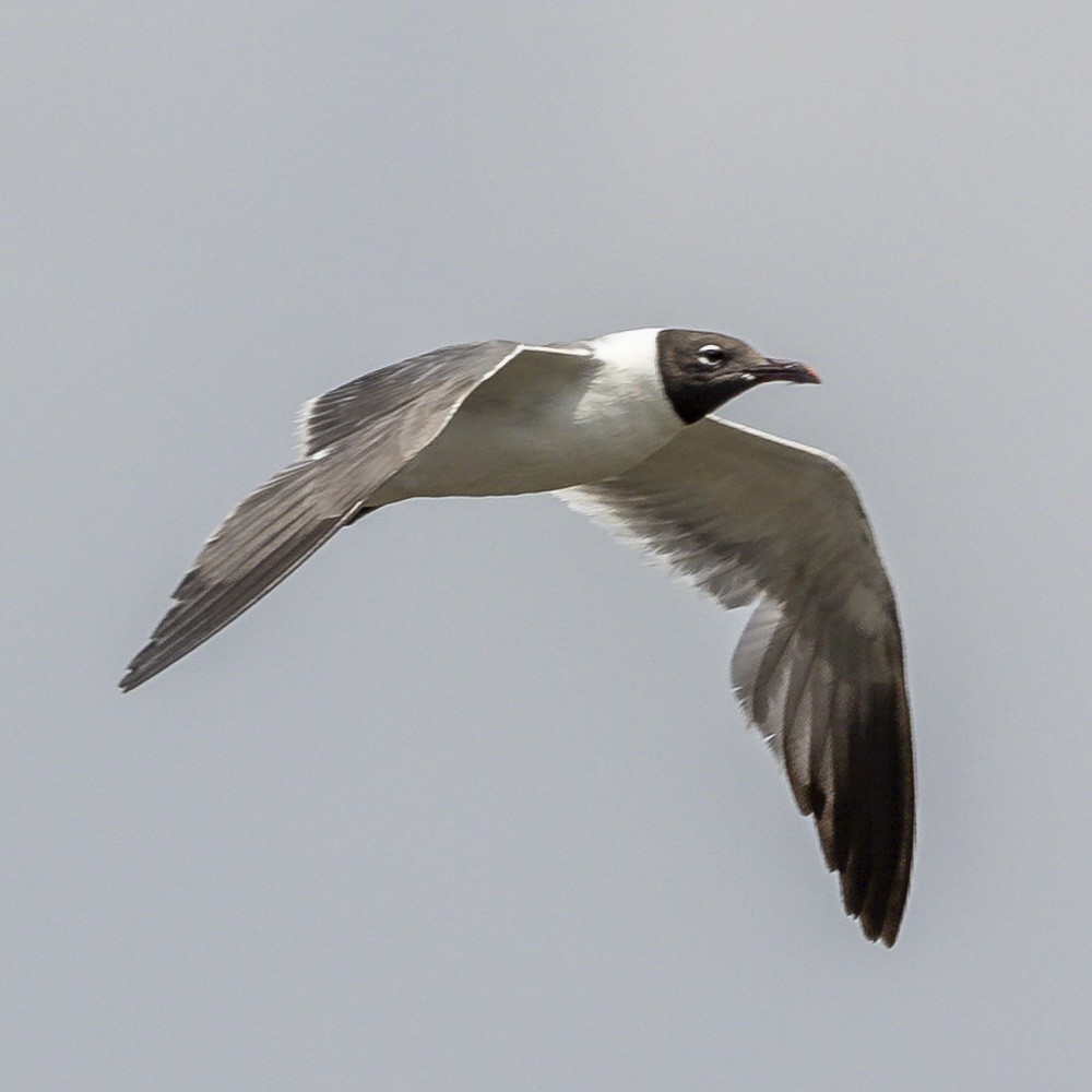 Laughing Gull - ML622050638