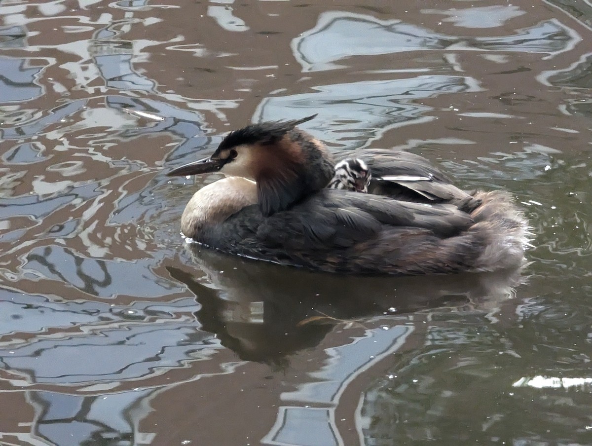 Great Crested Grebe - ML622050639