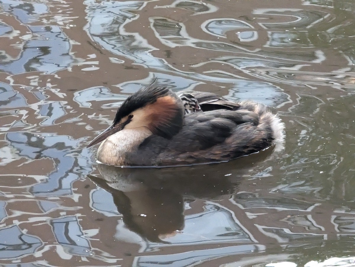 Great Crested Grebe - ML622050640