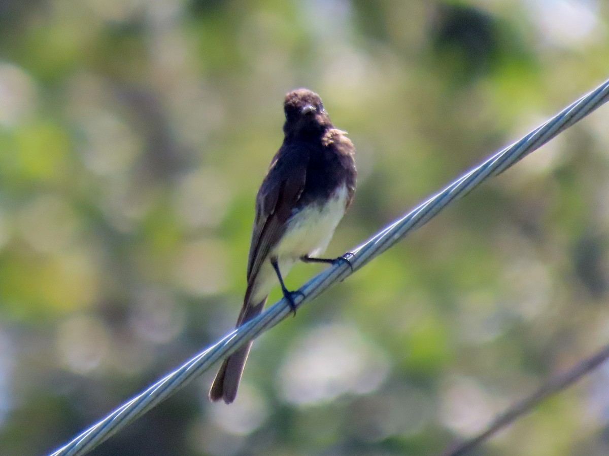 Black Phoebe - ML622050641