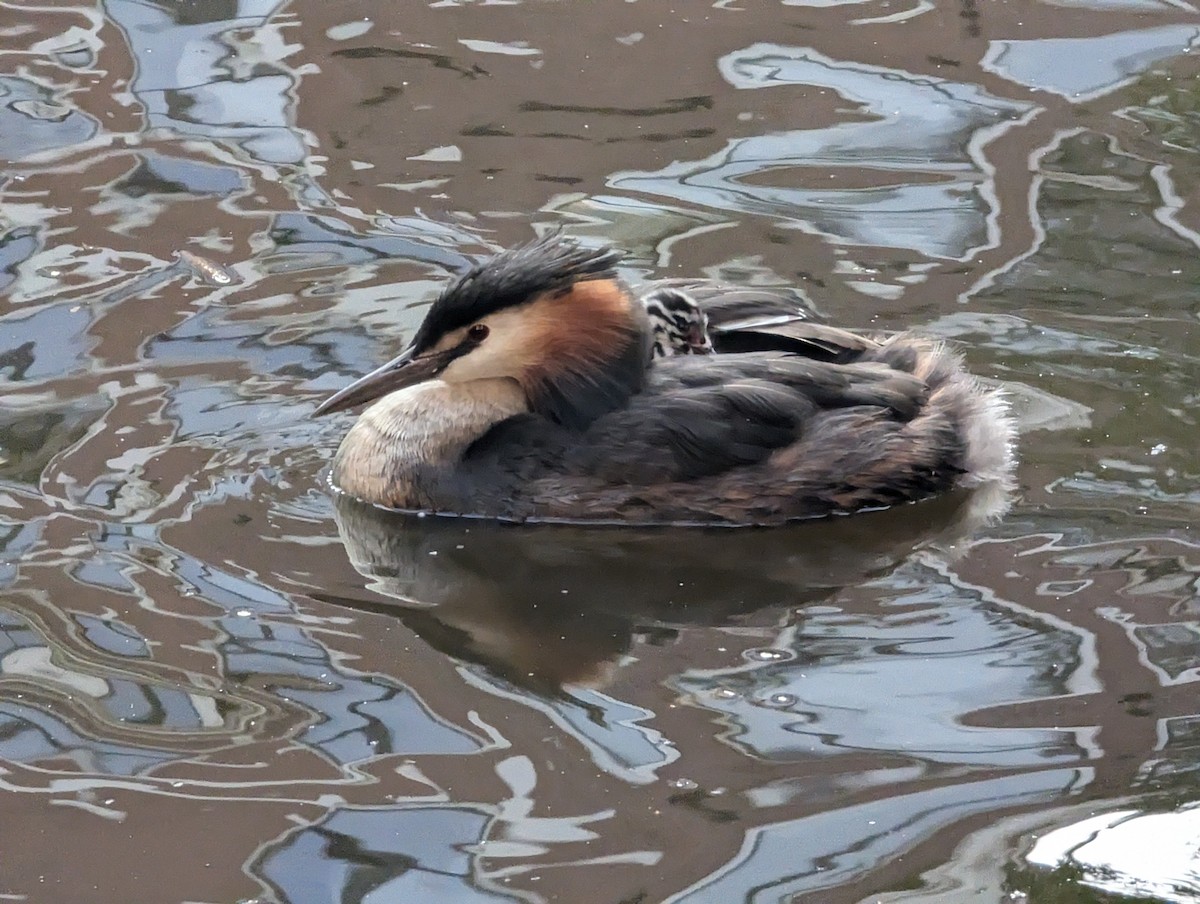 Great Crested Grebe - ML622050642