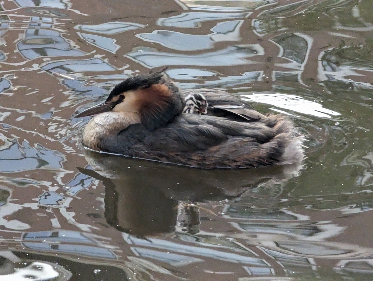 Great Crested Grebe - ML622050643
