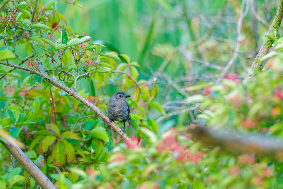 Gray Catbird - ML622050645