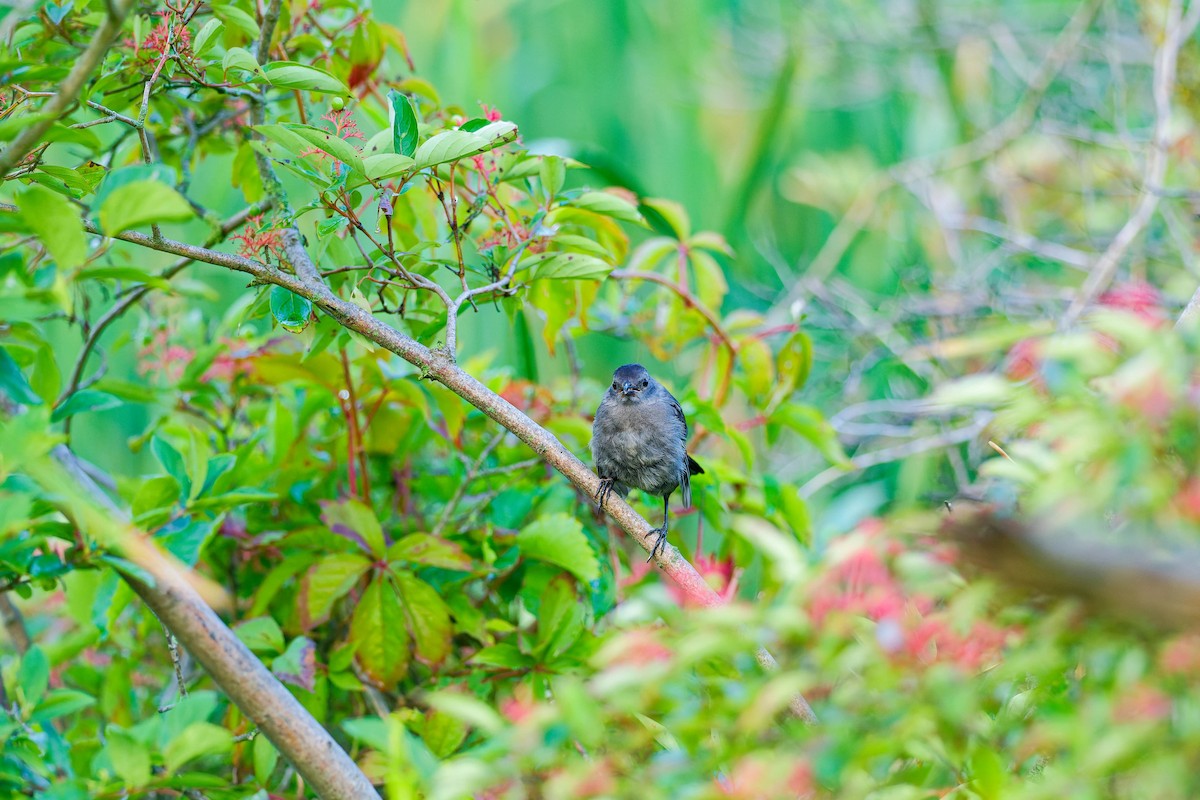 Gray Catbird - ML622050646