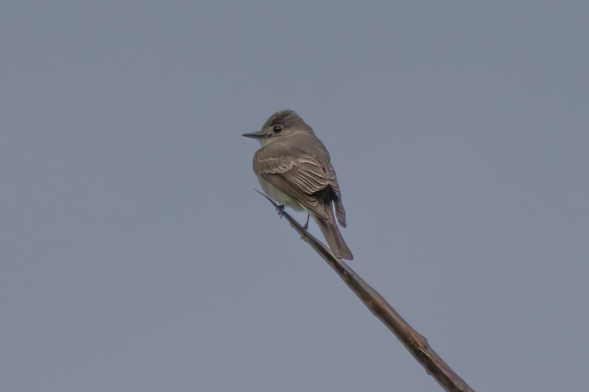 Western/Eastern Wood-Pewee - ML622050647