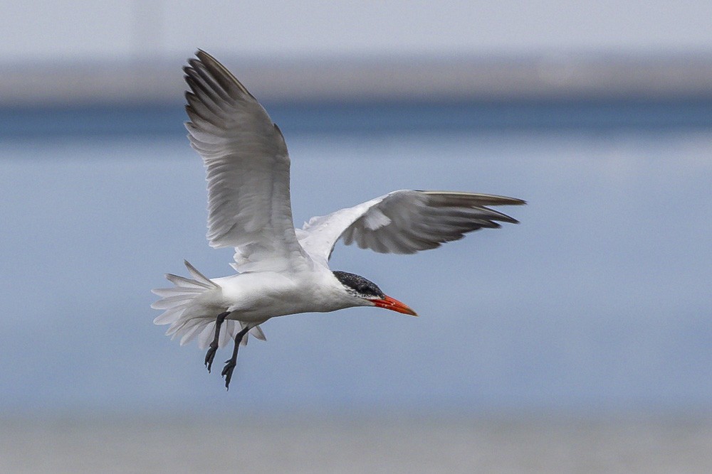 Caspian Tern - Alan Wells