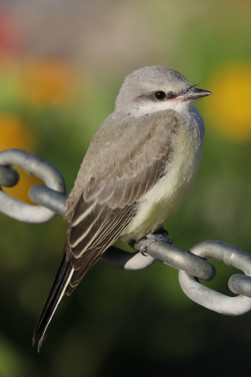 Western Kingbird - ML622050650