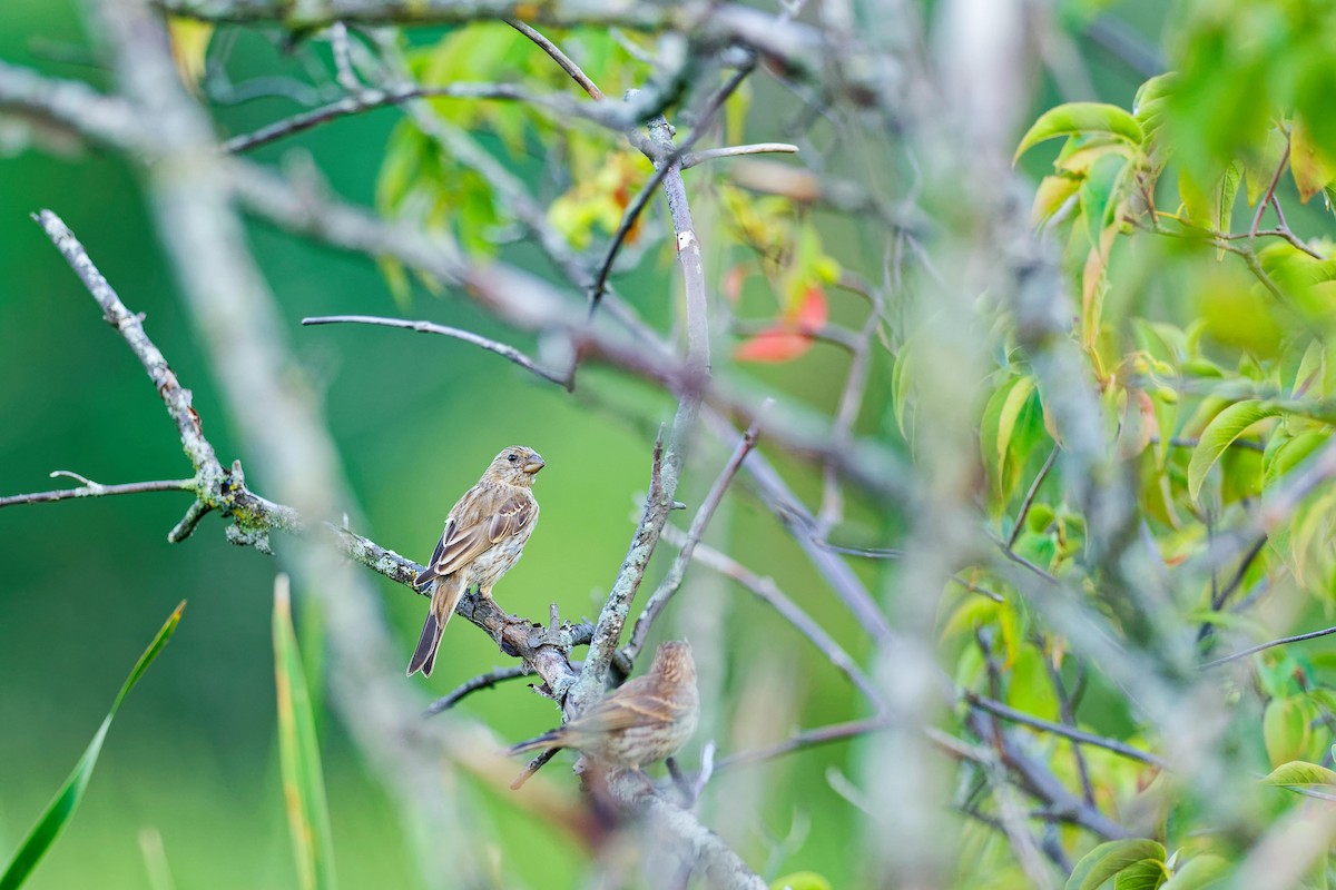 House Finch - ML622050653