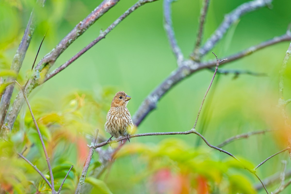 House Finch - ML622050654