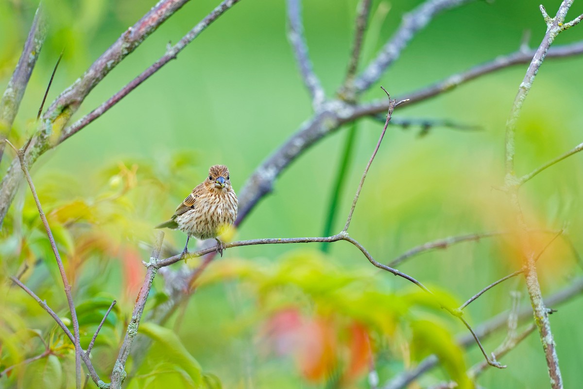 House Finch - ML622050655