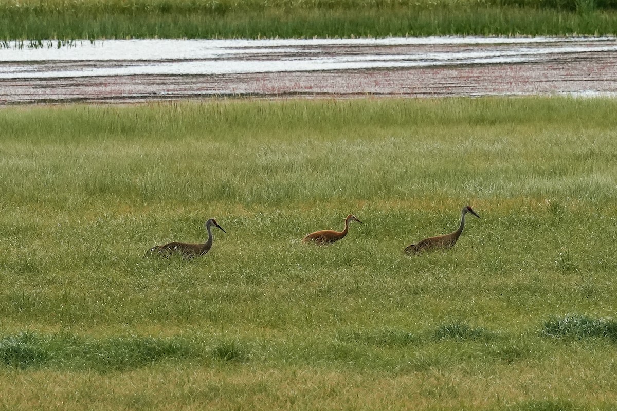 Sandhill Crane - ML622050664