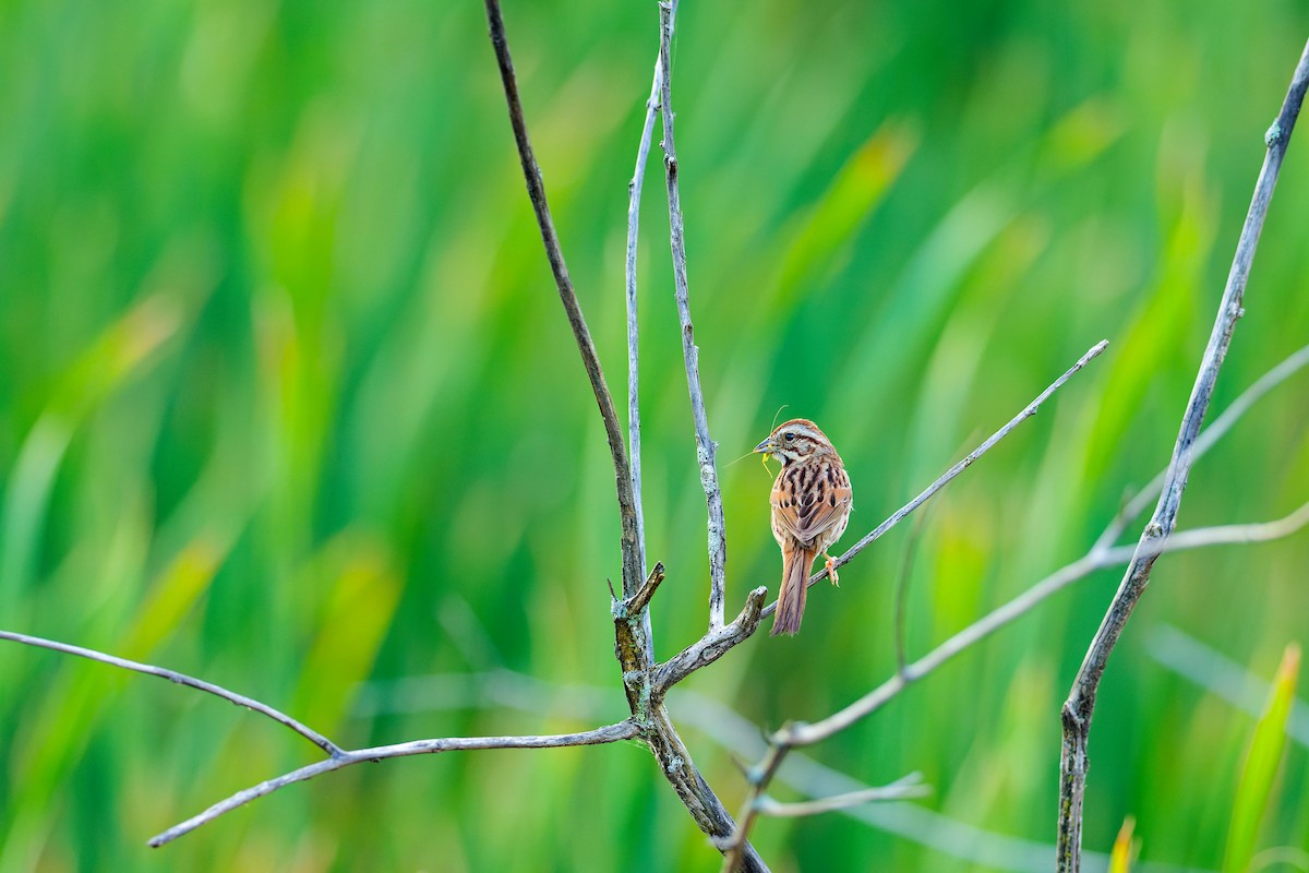 Song Sparrow - ML622050666