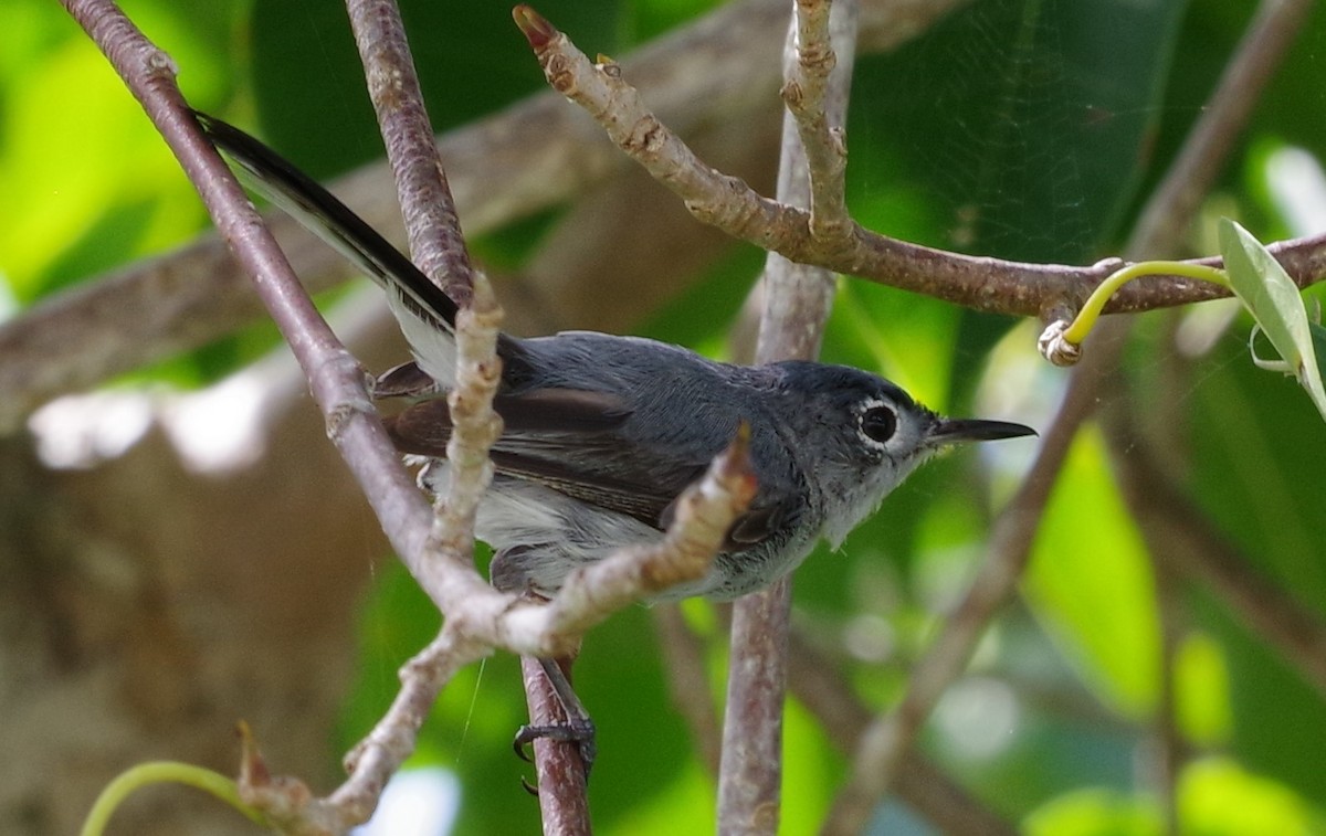 Blue-gray Gnatcatcher - ML622050669