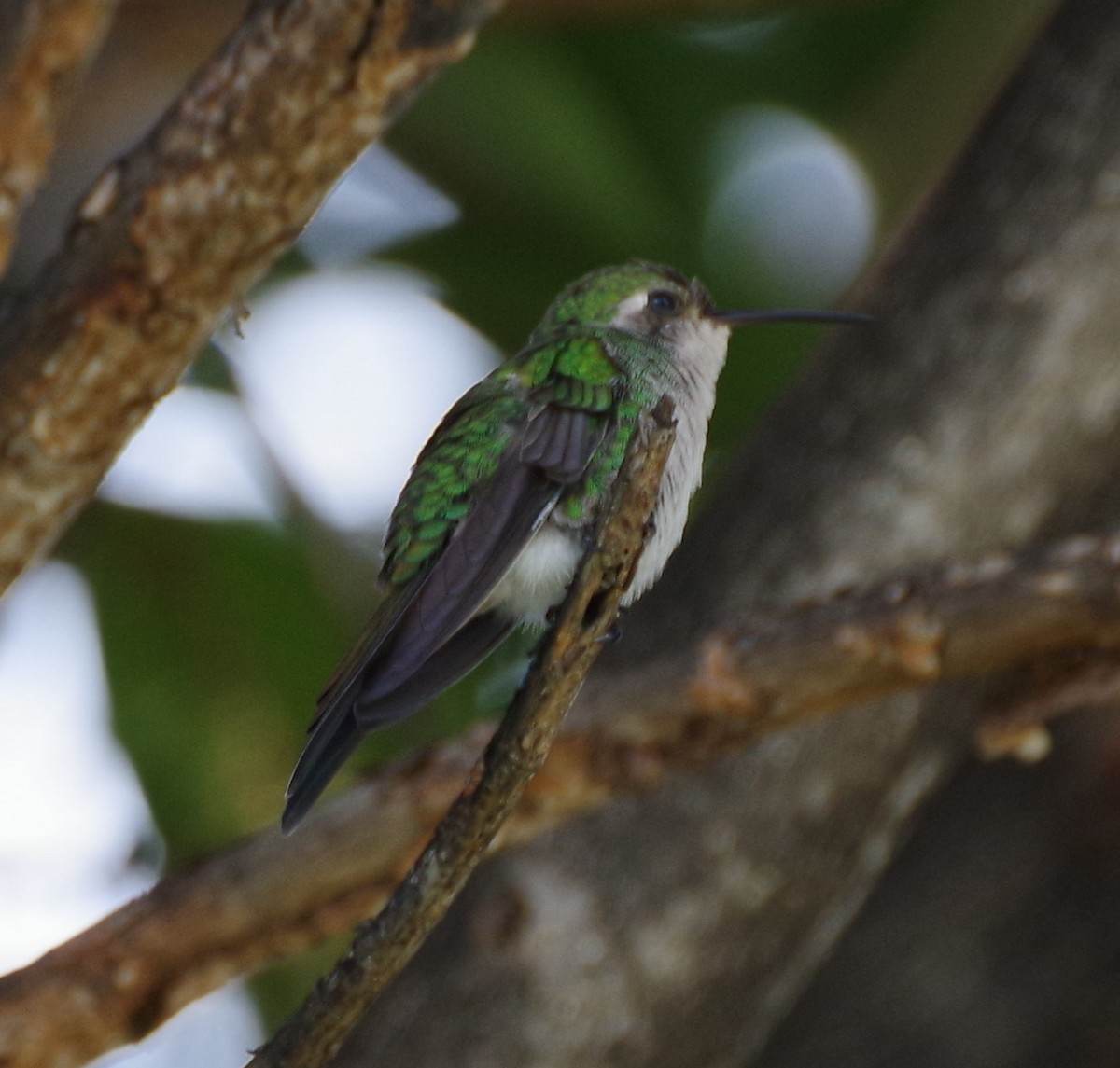 Cuban Emerald - ML622050677