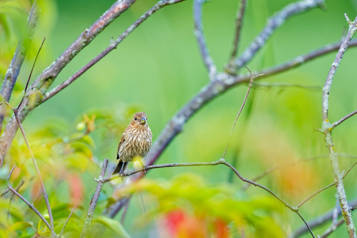 House Finch - ML622050678