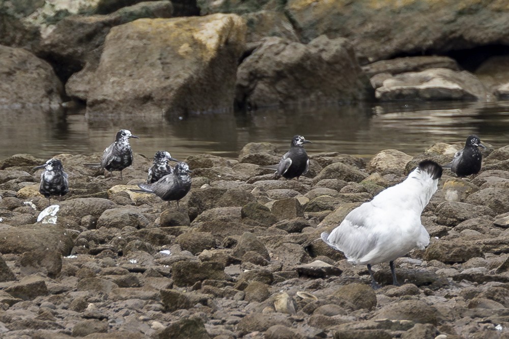 Black Tern - ML622050679