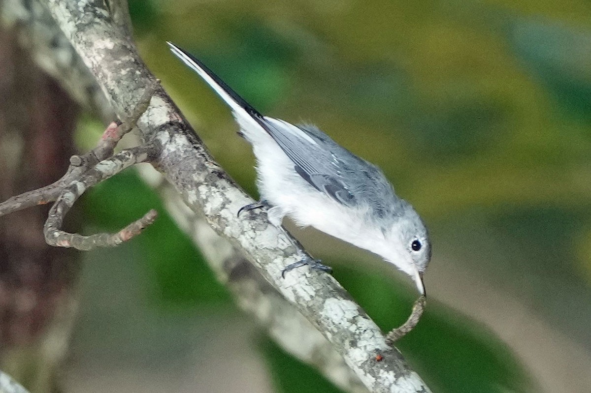 Blue-gray Gnatcatcher - ML622050680