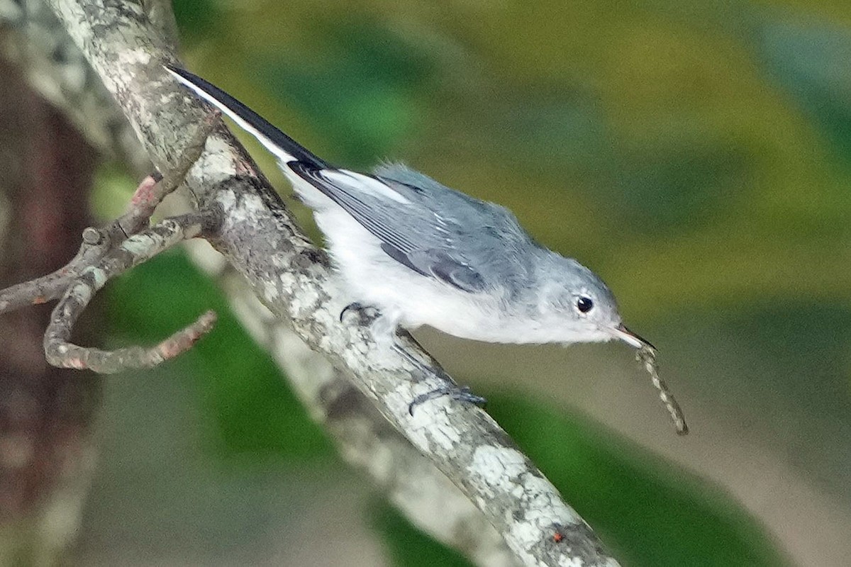 Blue-gray Gnatcatcher - ML622050681