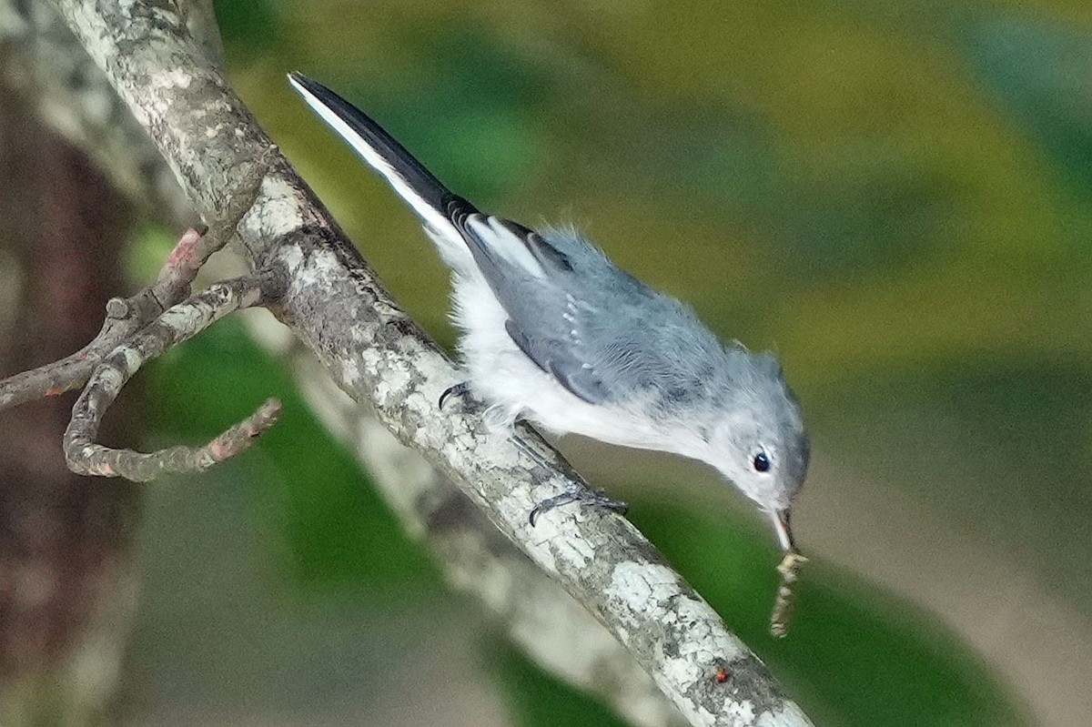 Blue-gray Gnatcatcher - ML622050682