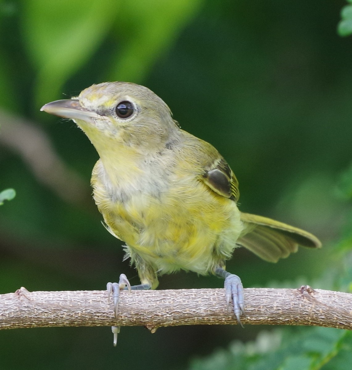 Thick-billed Vireo - ML622050689