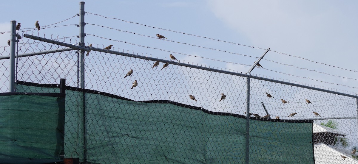 House Sparrow - ML622050699