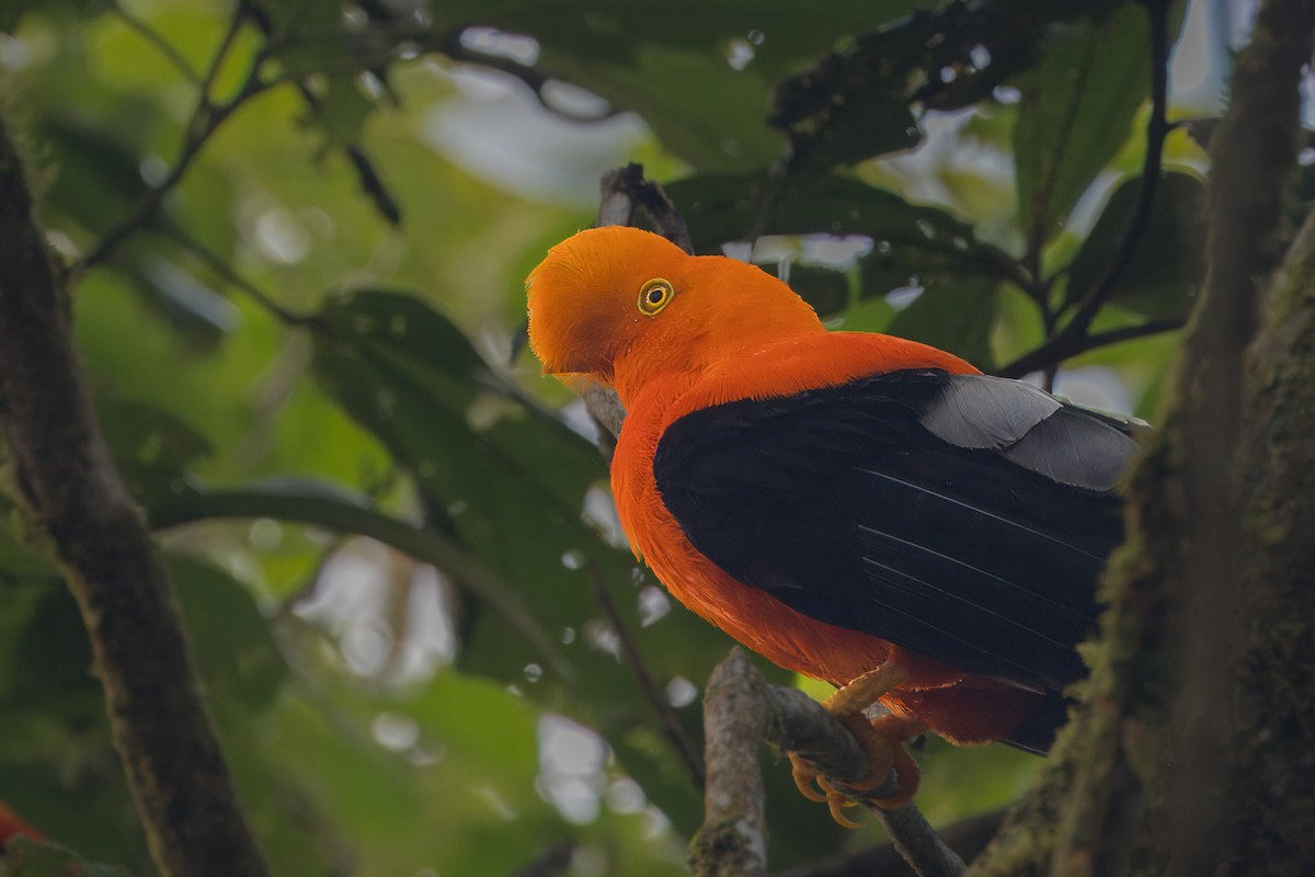 Andean Cock-of-the-rock - Keeley  Kirkendall