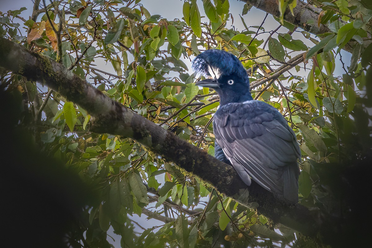 Амазонская зонтичная птица - ML622050715