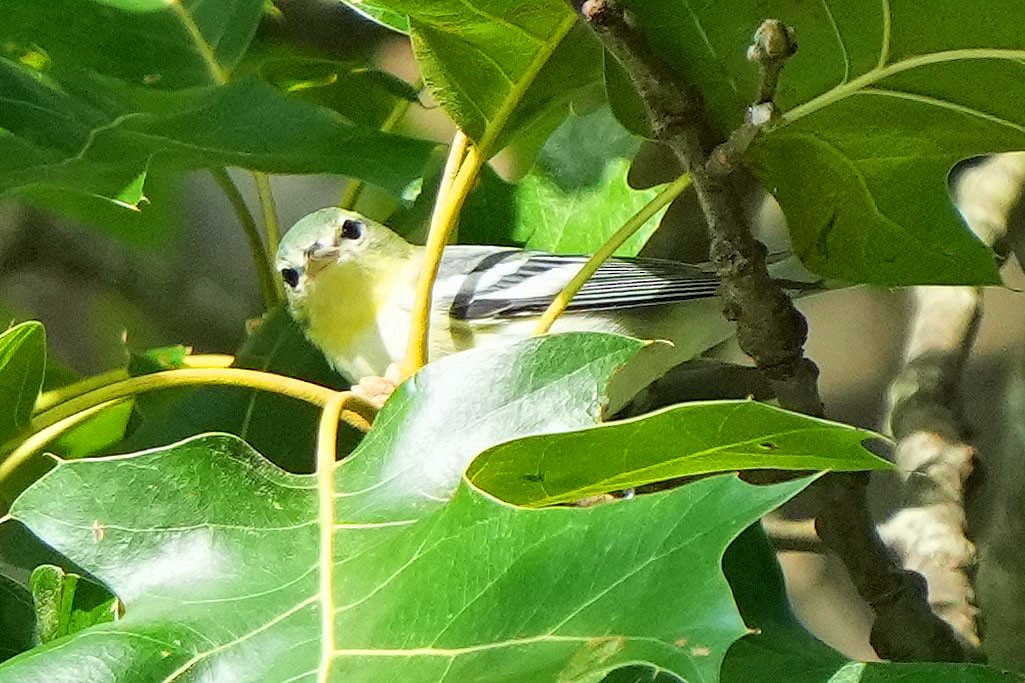 Cerulean Warbler - Robert Goss