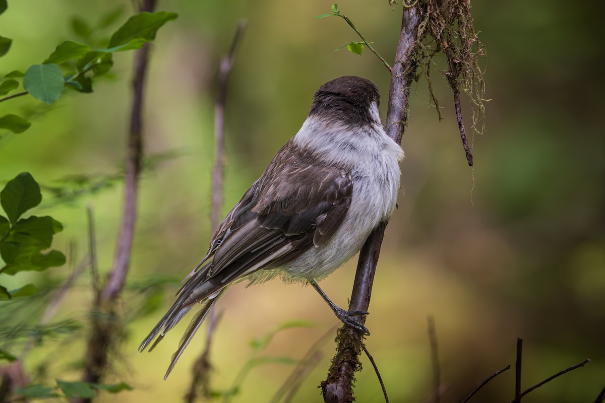 Canada Jay - Jill Dale