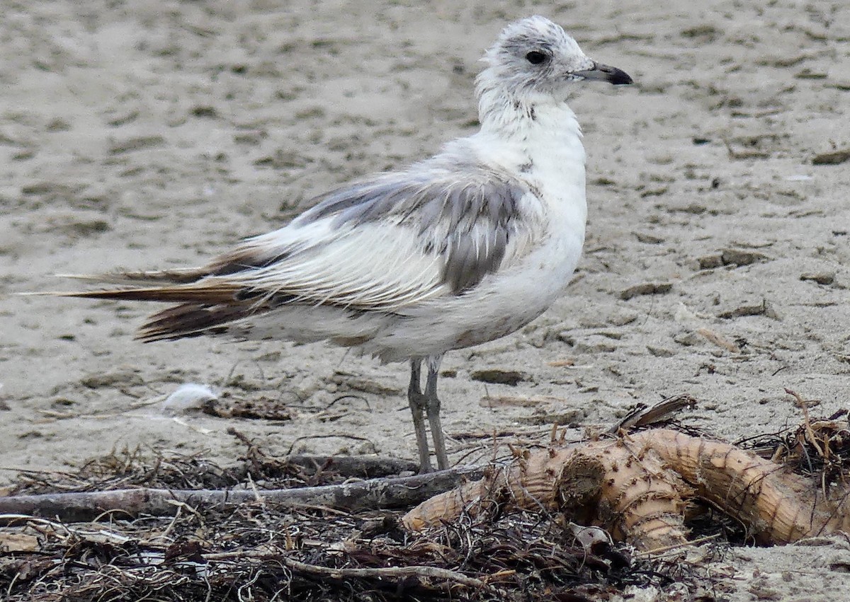 Short-billed Gull - ML622050748