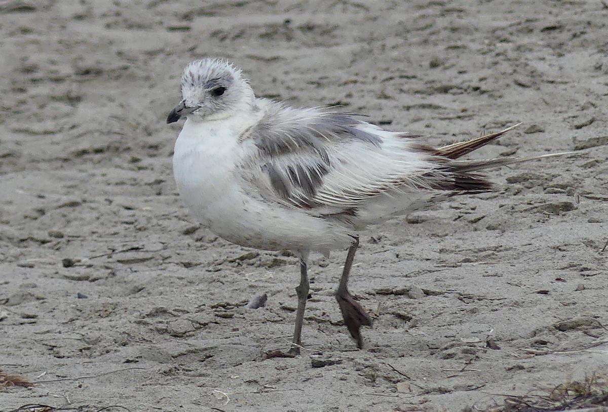 Short-billed Gull - ML622050749