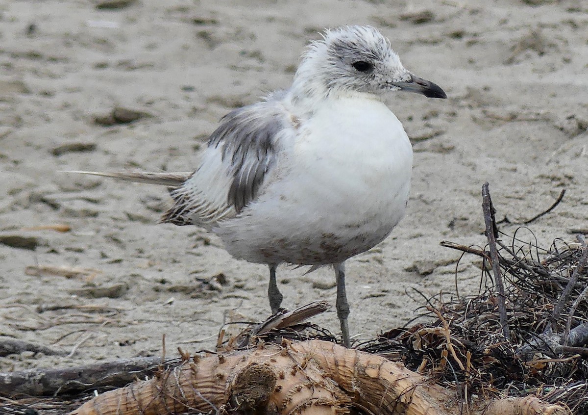 Short-billed Gull - ML622050751