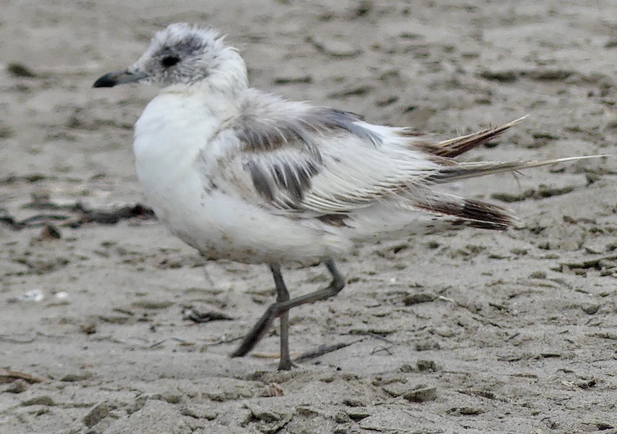 Short-billed Gull - ML622050752