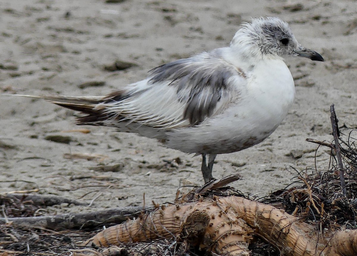 Short-billed Gull - ML622050754