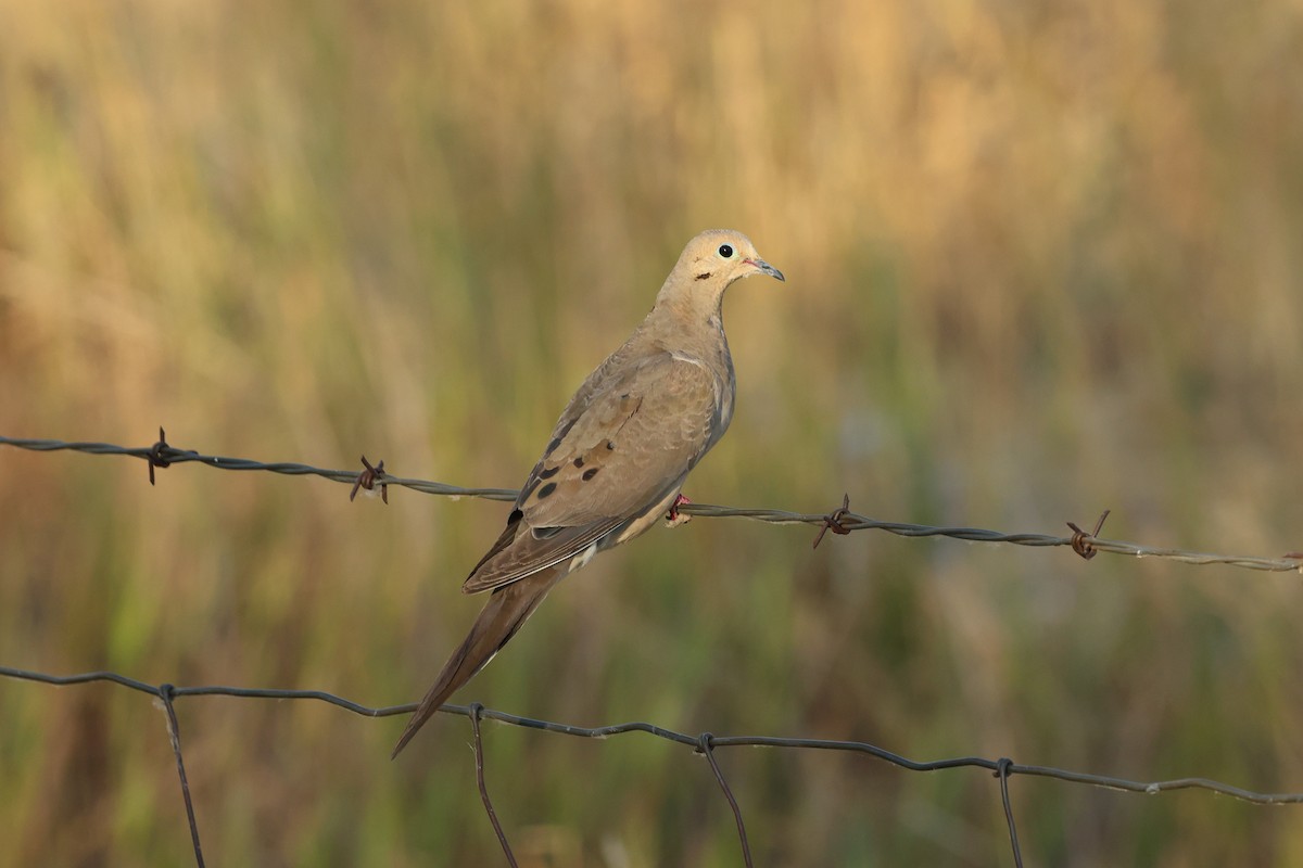 Mourning Dove - ML622050779