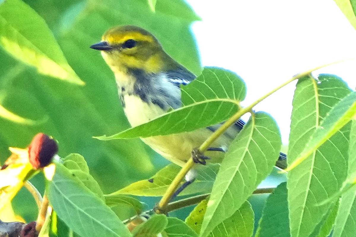 Black-throated Green Warbler - ML622050781