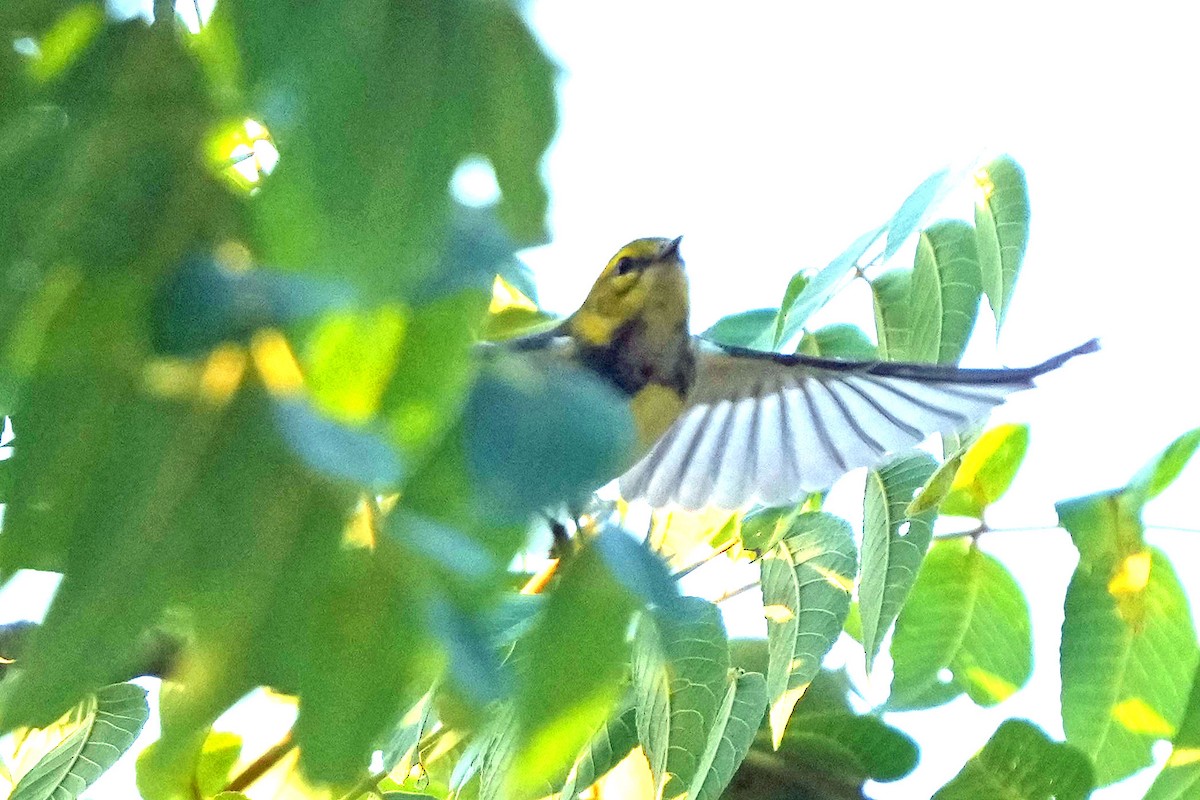 Black-throated Green Warbler - ML622050782