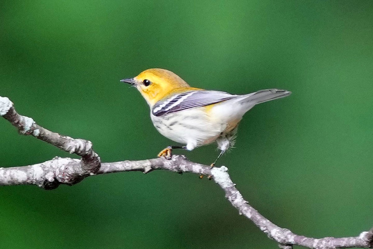 Black-throated Green Warbler - ML622050784