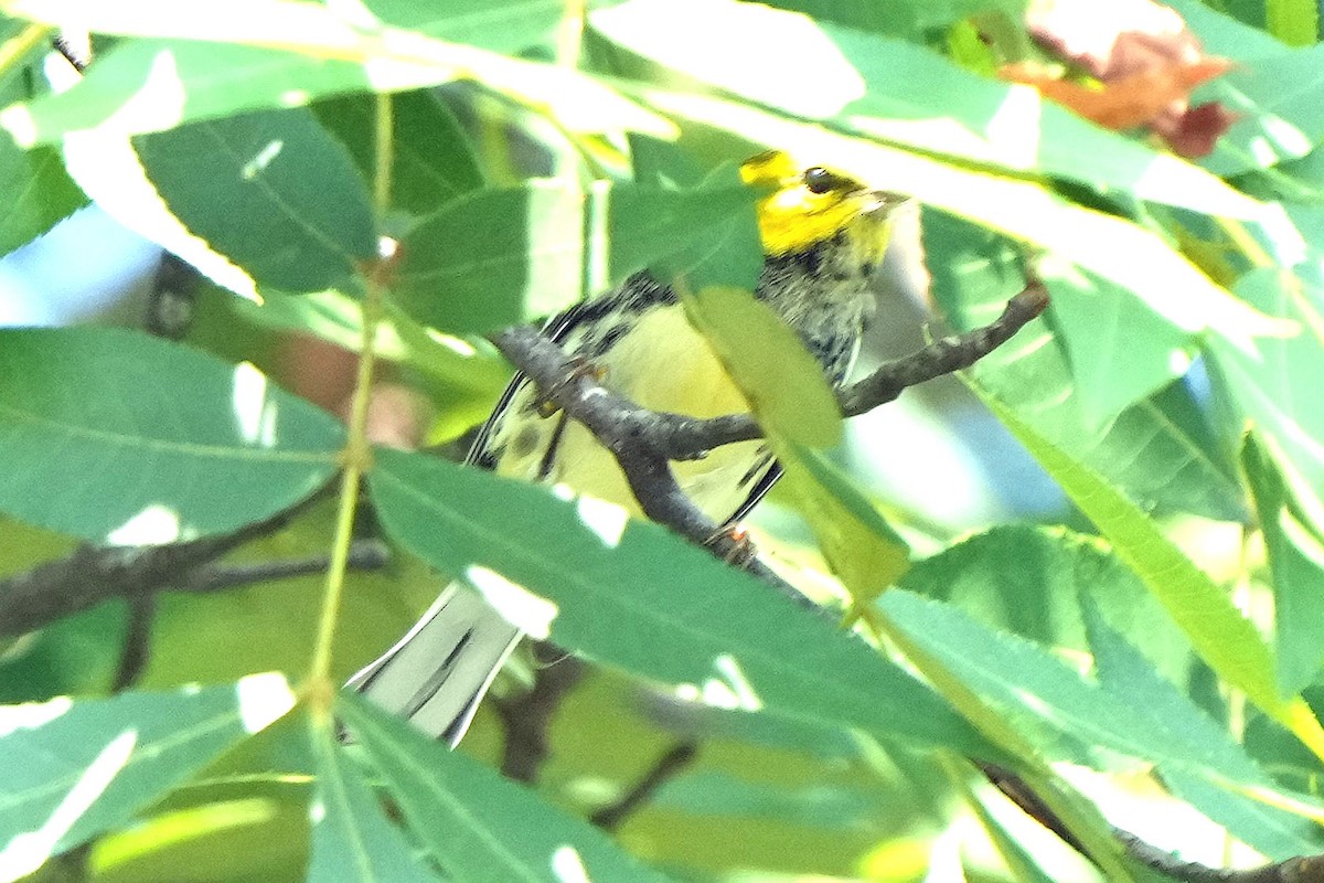 Black-throated Green Warbler - ML622050785